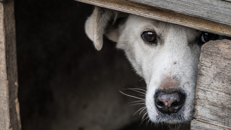 Zukünftig kein Marktfeuerwerk aus Tierschutzgründen